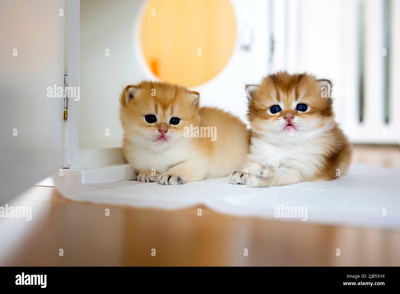 Two British Shorthair Golden Kittens sit on whites on a wooden floor in the room. little kitten Two brothers sitting and looking back, cat in the hous Stock Photo
