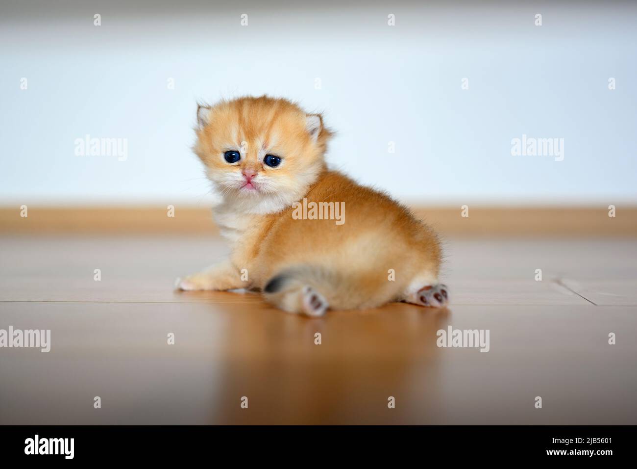 Golden British Shorthair kitten crawling on the wooden floor in the room. little cat learning to walk Rear view and the cat turns around. Beautiful pu Stock Photo