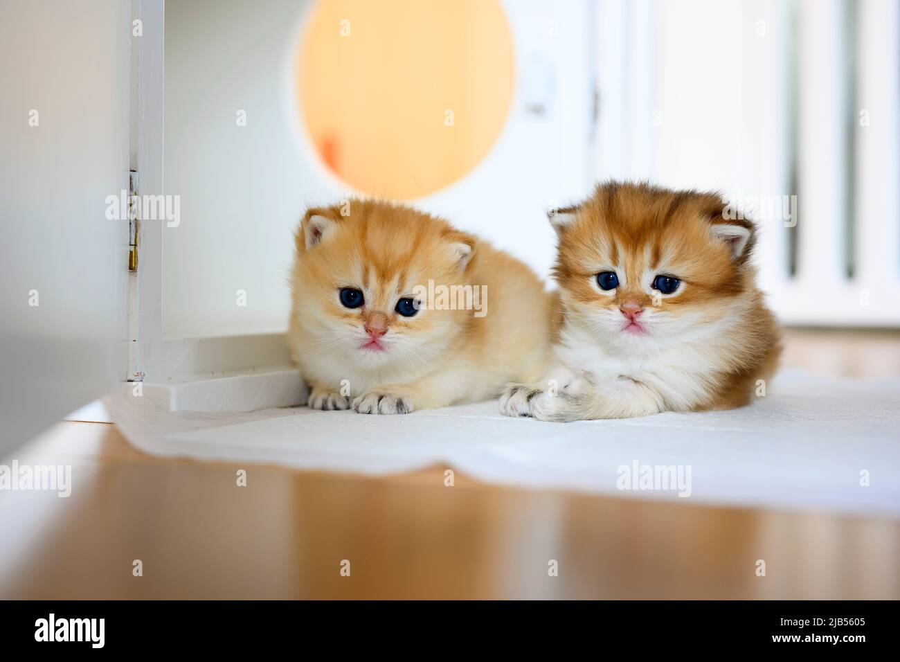 Two British Shorthair Golden Kittens sit on whites on a wooden floor in the room. little kitten Two brothers are sitting and looking straight back, ca Stock Photo