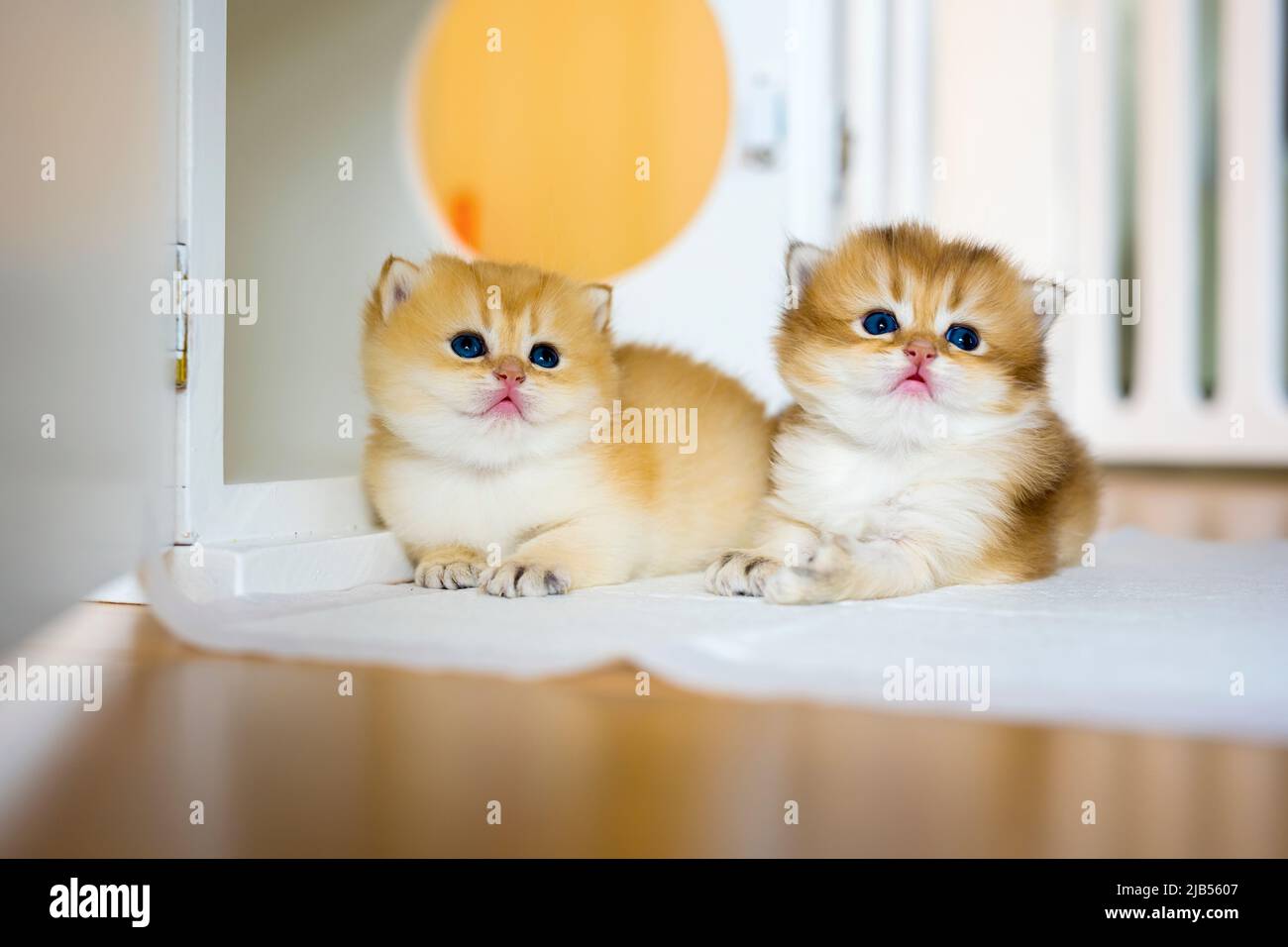 Two British Shorthair Golden Kittens sit on whites on a wooden floor in the room. little kitten Two brothers sitting and looking up, cat in the house. Stock Photo
