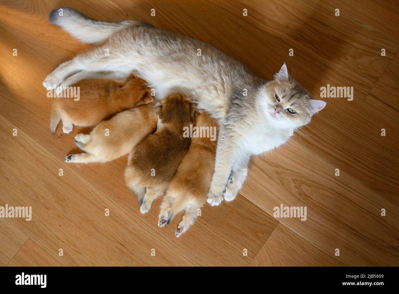 Mother cat feeding kittens and looking back, newborn kitten British Shorthair Four golden kittens are feeding. View from above, beautiful purebred kit Stock Photo