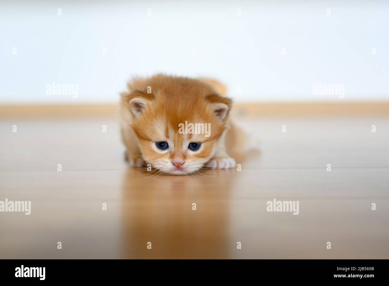 Golden British Shorthair kitten crawling on a wooden floor in a room in the house. little cat learning to walk Front view and the cat is bowing its he Stock Photo