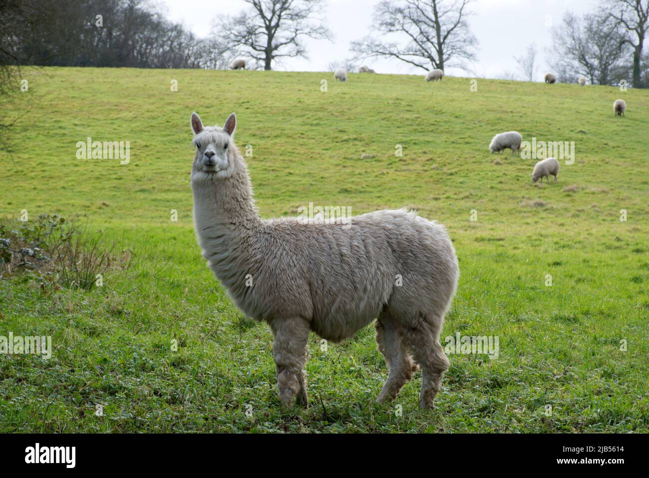 A guard alpaca used to protect a flock of sheep, facing the camera in a grass field in East Sussex, England, UK. Stock Photo