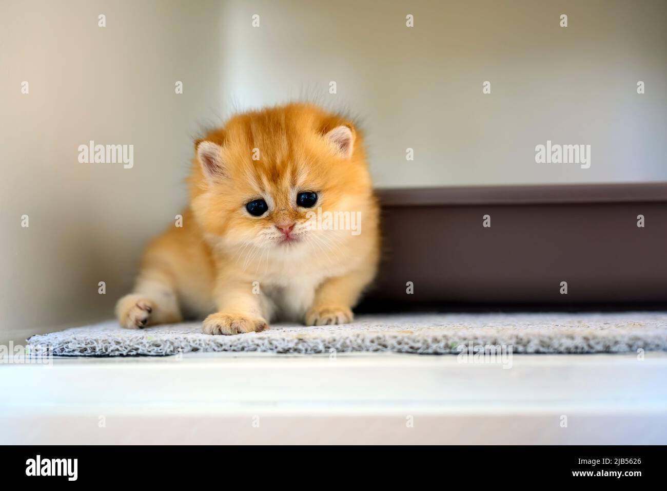 A golden British Shorthair kitten crawls on a carpet scattered on wood in a room in the house. little cat learning to walk Front view. Beautiful pureb Stock Photo