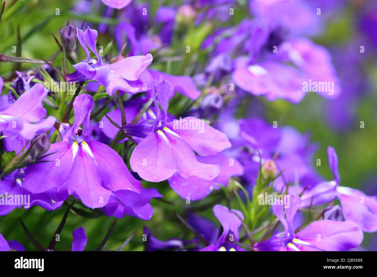 Close-up of violet-blue lobelia flowers with selective focus Stock Photo