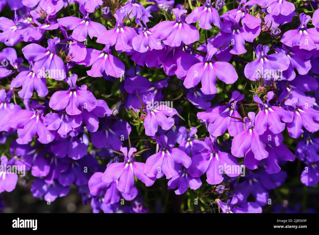 close-up of pretty violet-blue sunlit lobelia erinus flowers Stock Photo