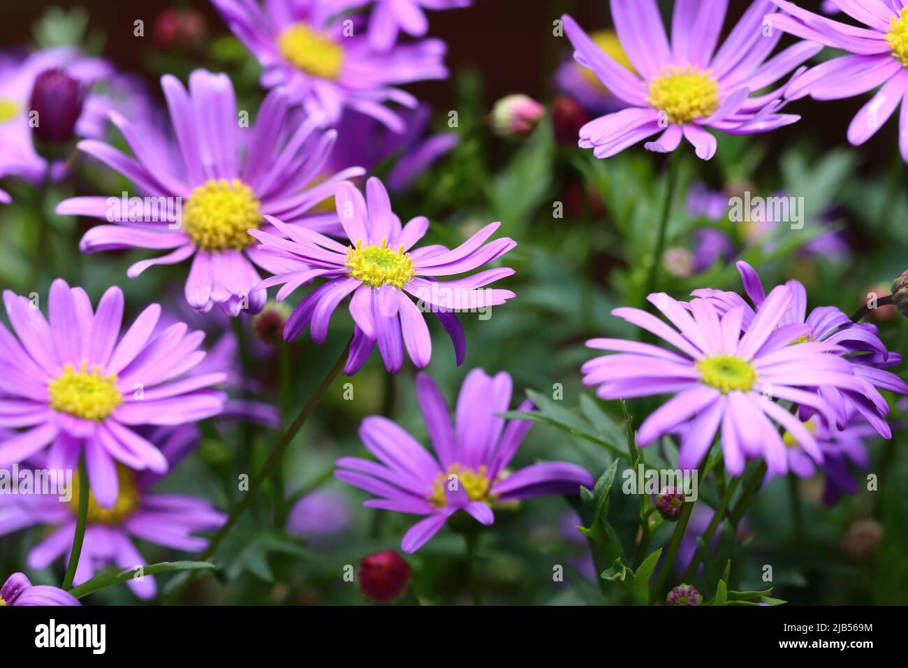 close-up of pretty blue brachyscome flowers in a flower bed, green blurred background Stock Photo