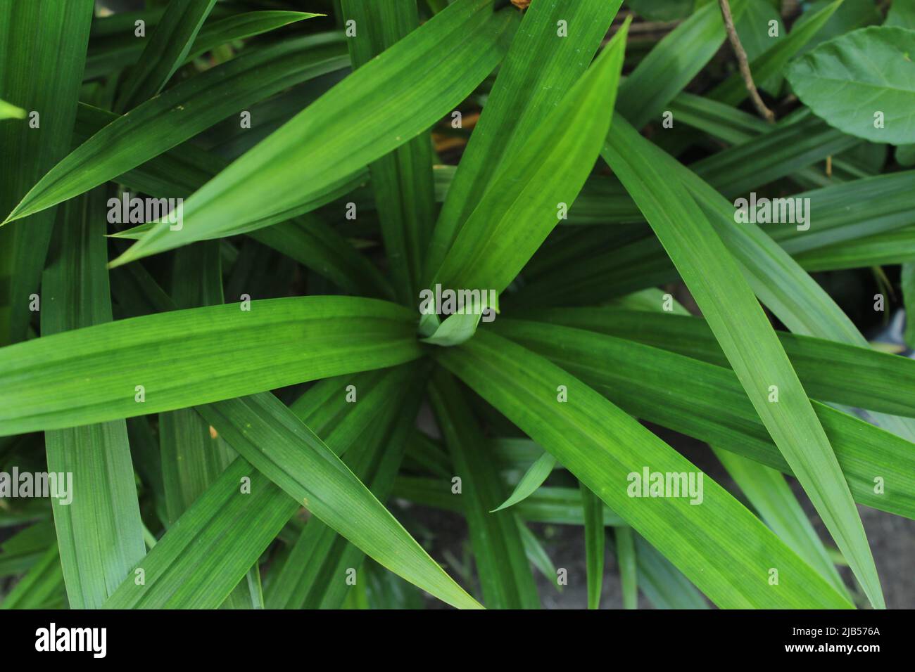 Pandan leaf pattern hi-res stock photography and images - Alamy
