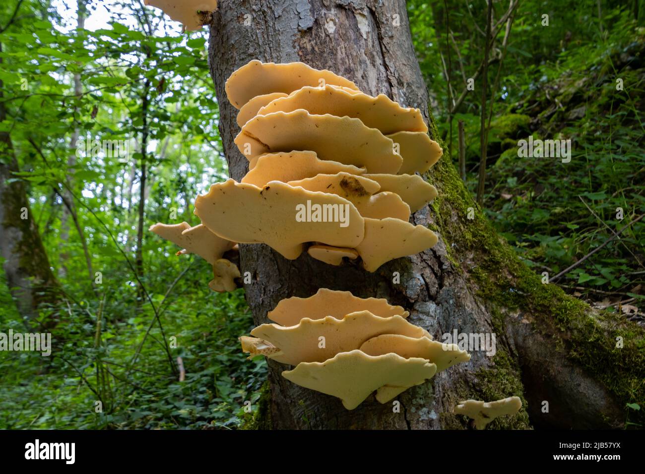 Orange bracket fungus growing on a tree, also called Laetiporus sulphureus Stock Photo