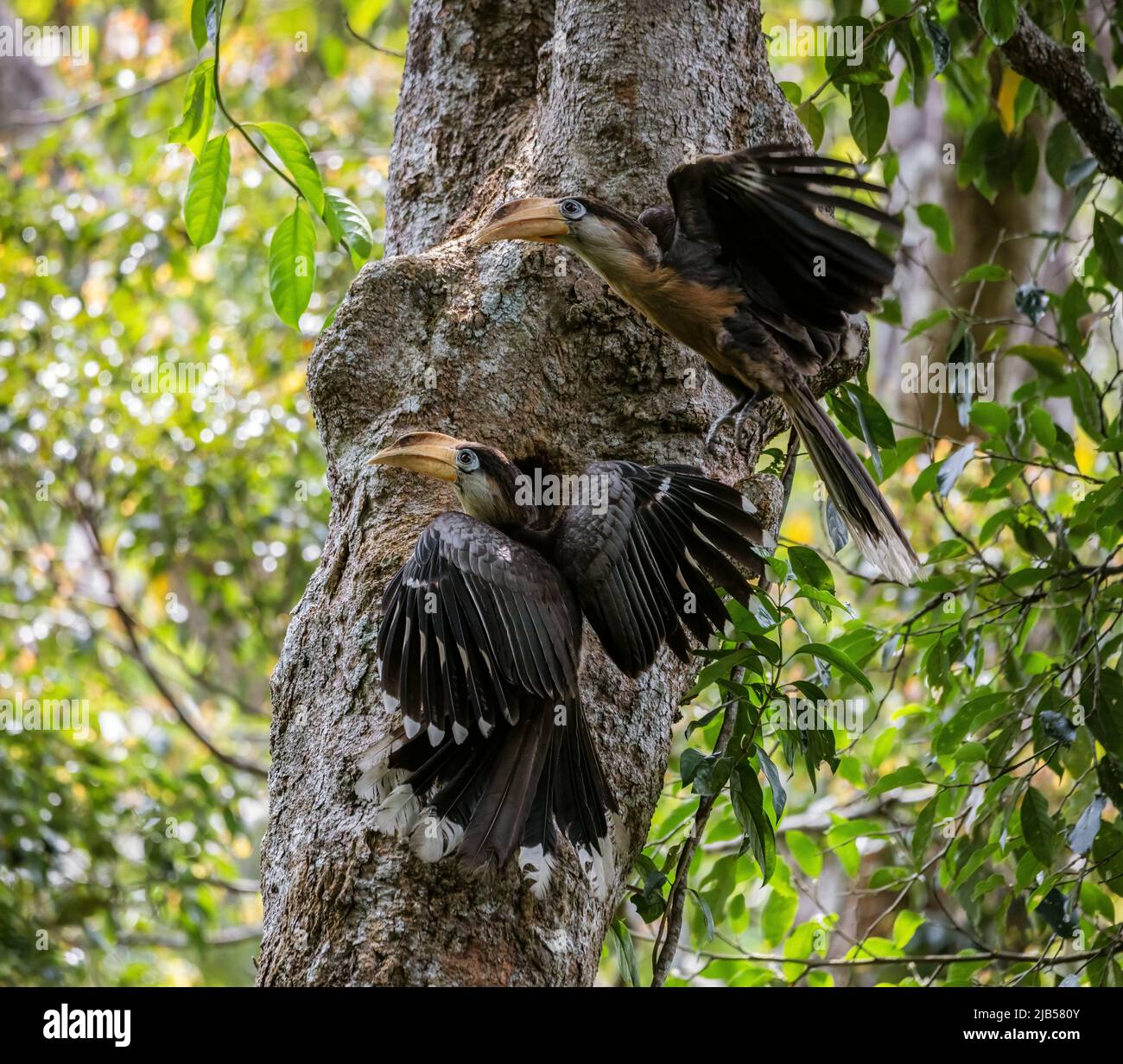 Tickell's brown hornbill birds on the tree in the natural forest. Stock Photo