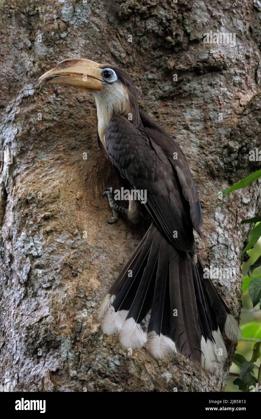 Tickell's brown hornbill birds on the tree in the natural forest. Stock Photo