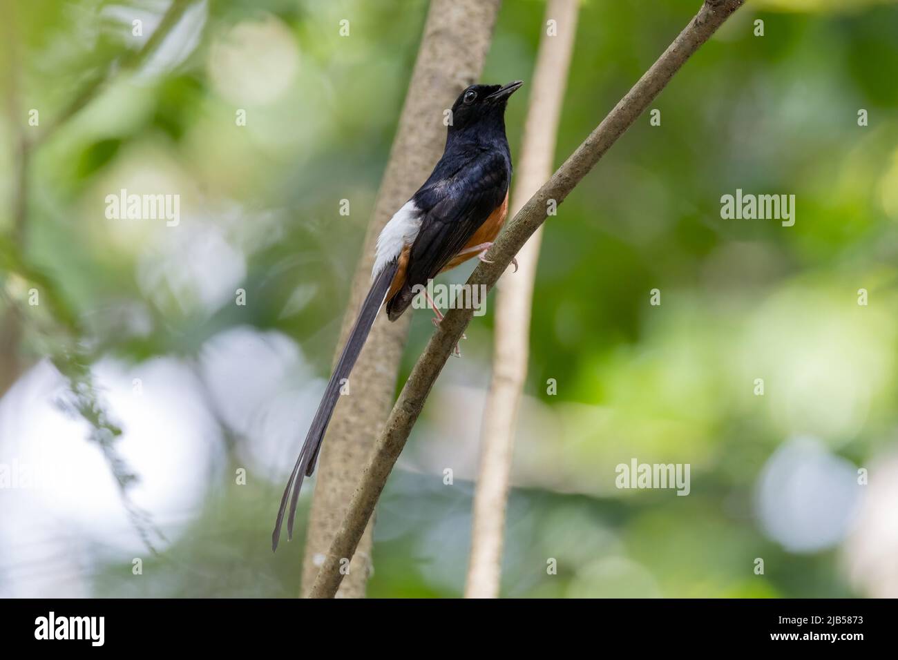 White-rumped shama bird on the tree in the natural forest. Stock Photo