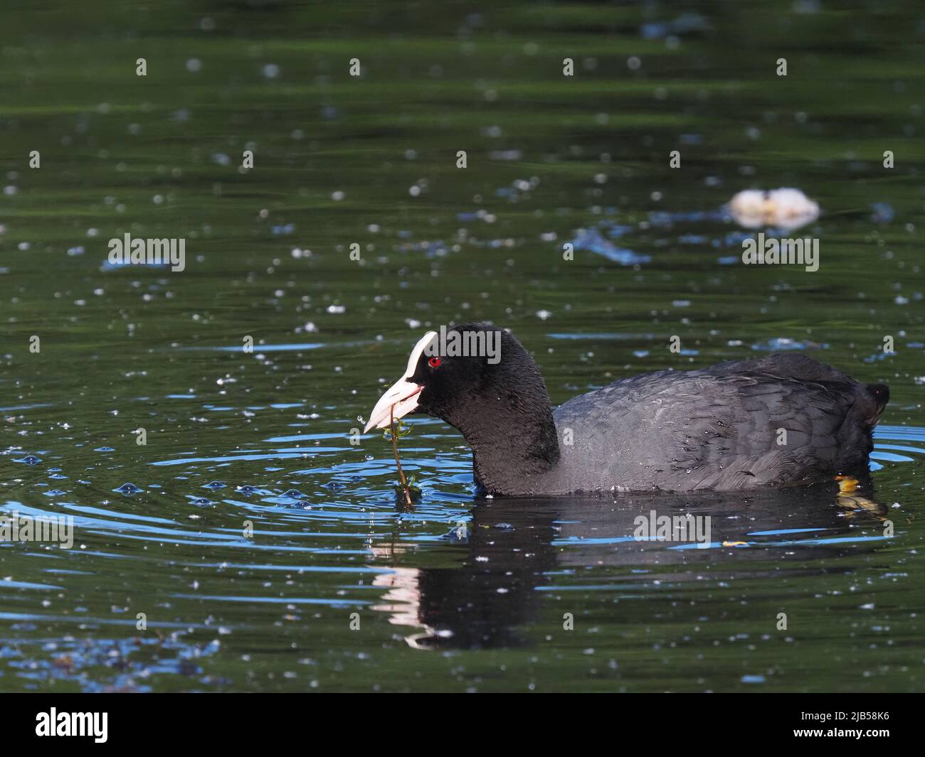 Coots are omnivorous eating plant life and aquatic fauna Stock Photo