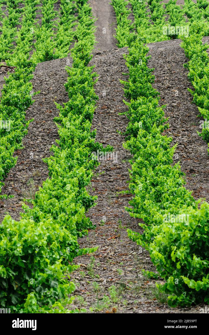 campo de vides (Vignoble du Languedoc-Rousillon) , pirineos orientales,Francia, europa. Stock Photo