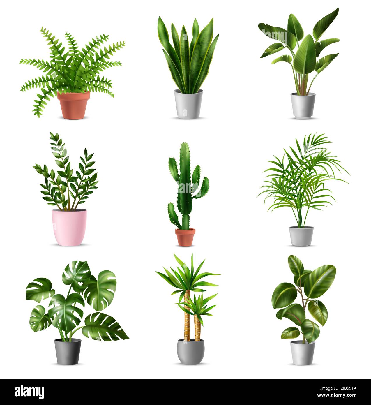 Green house plants set with potted monstera ficus cactus banana palm yucca against white background realistic isolated vector illustration Stock Vector