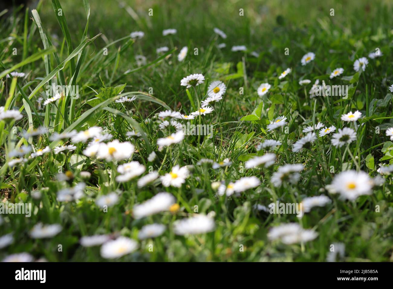 Wildflowers grasses meadow hi-res stock photography and images - Alamy