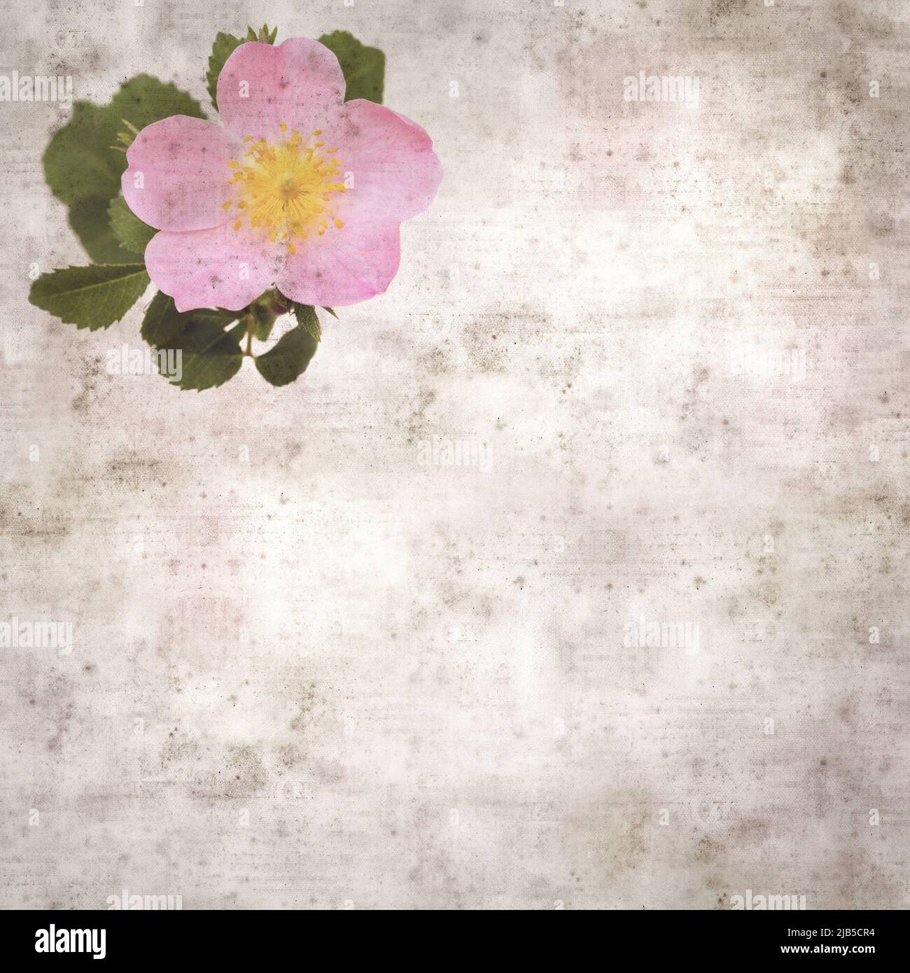 square stylish old textured paper background with pink flowers of Rosa ...