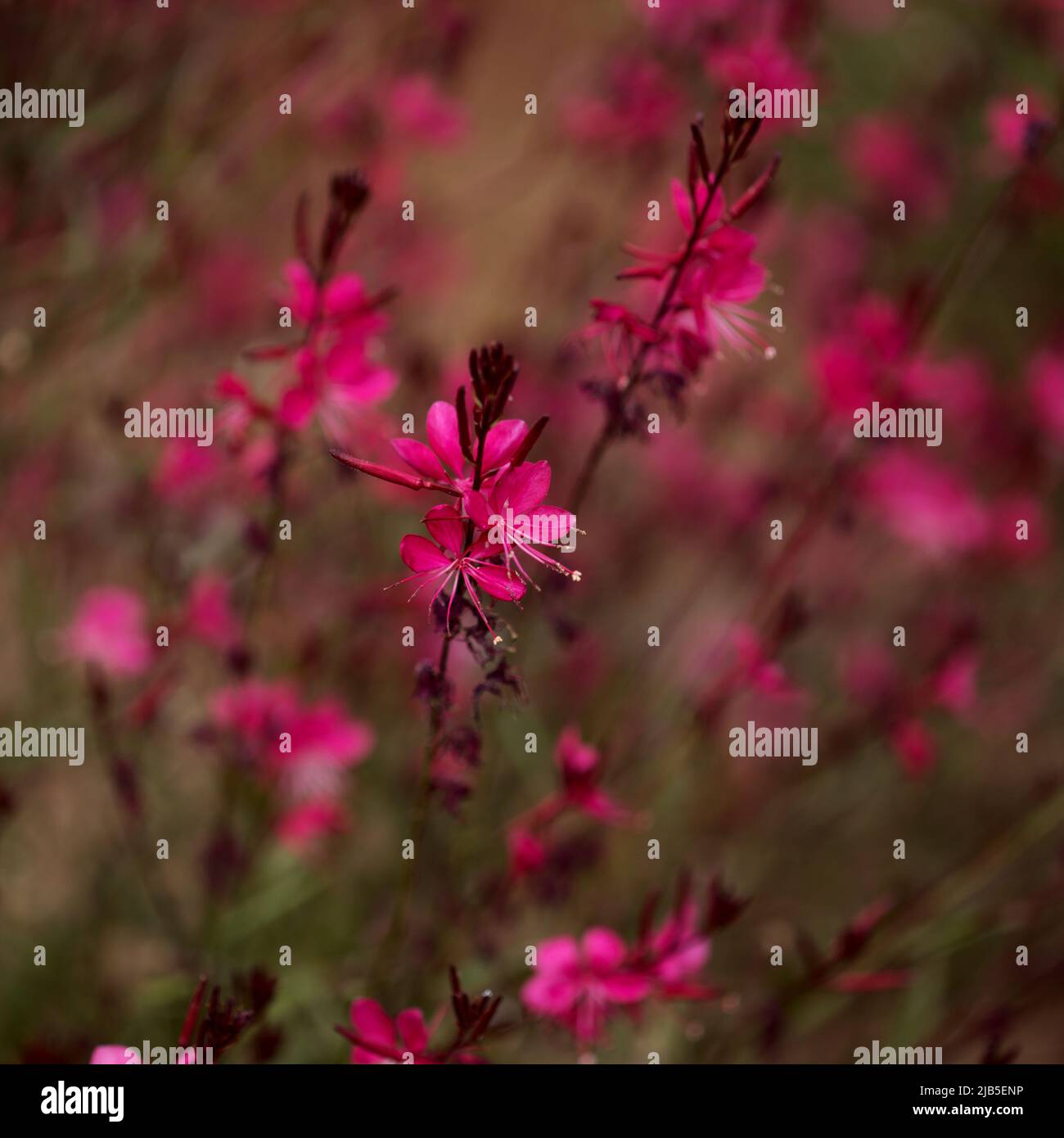 natural macro floral background with flowering pink Oenothera lindheimeri, Indian feather flower Stock Photo