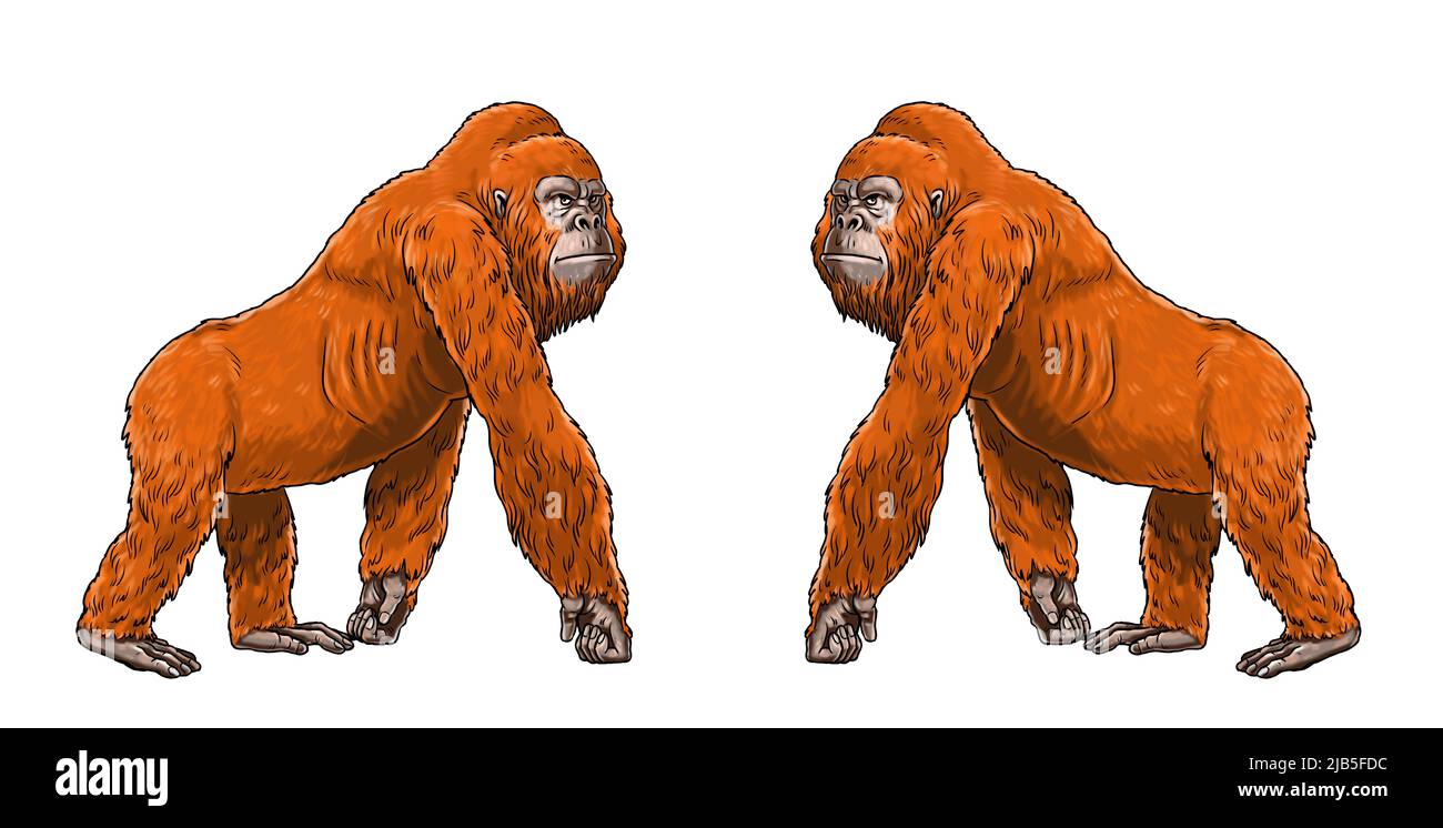 Prehistoric primates gigantopithecus. Giant orangutan. Ancestors of humans for coloring book. Stock Photo