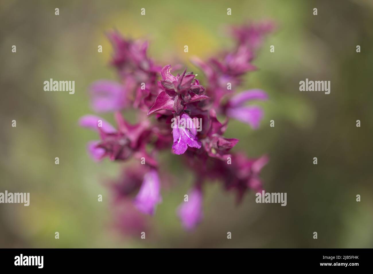 Flora of Gran Canaria - Salvia canariensis, Canary Island sage natural