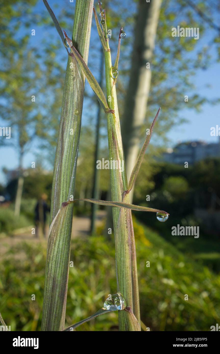 Beautiful ground green bamboo sprouts on a spring sunrise. Blade full of drops of dew. Stock Photo