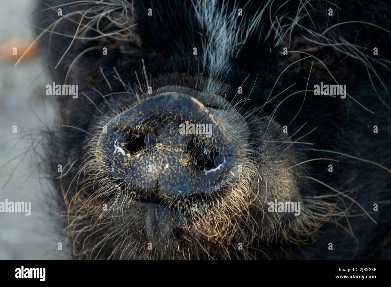 Snout of a domestic pig Stock Photo