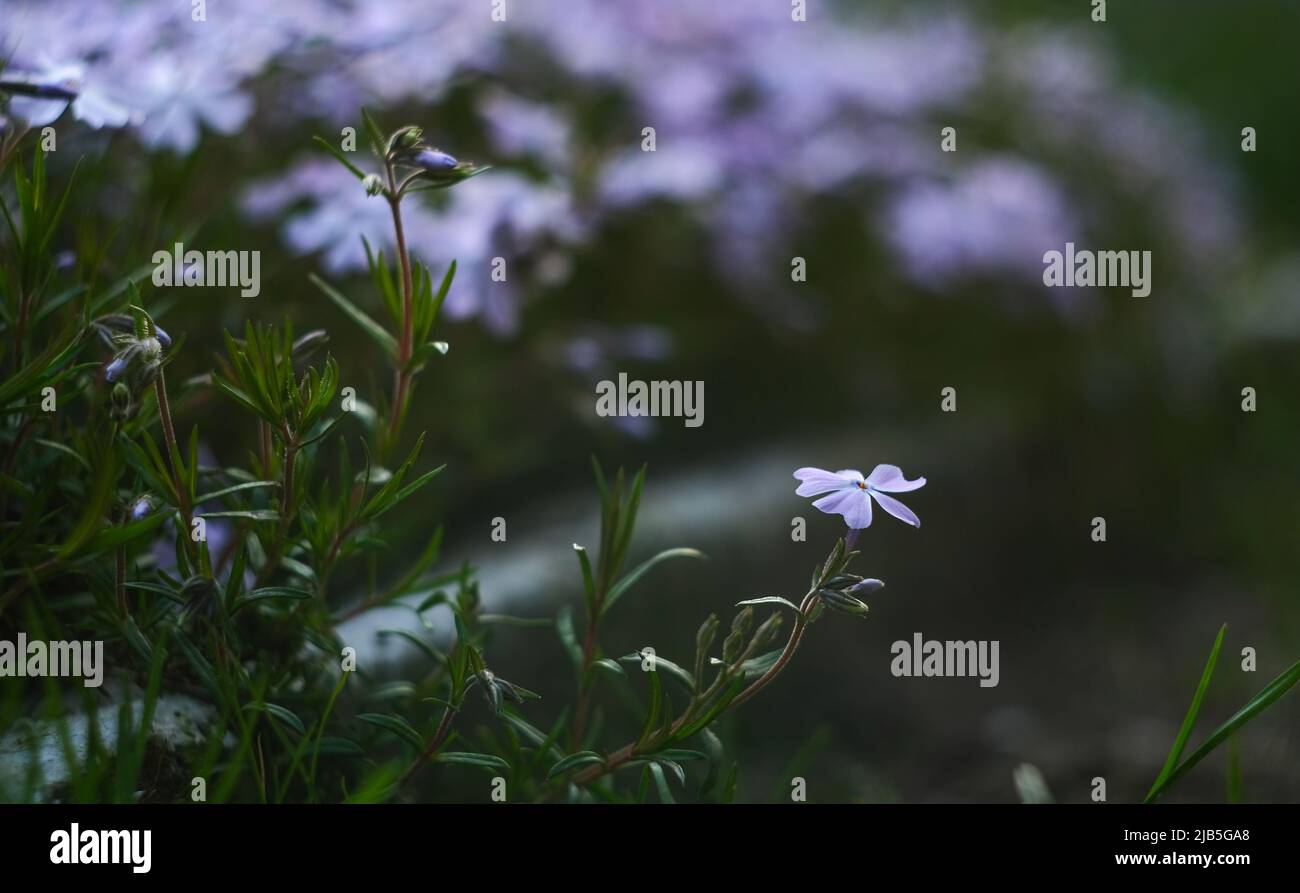 Green foliage of creeping phlox hi-res stock photography and images - Alamy