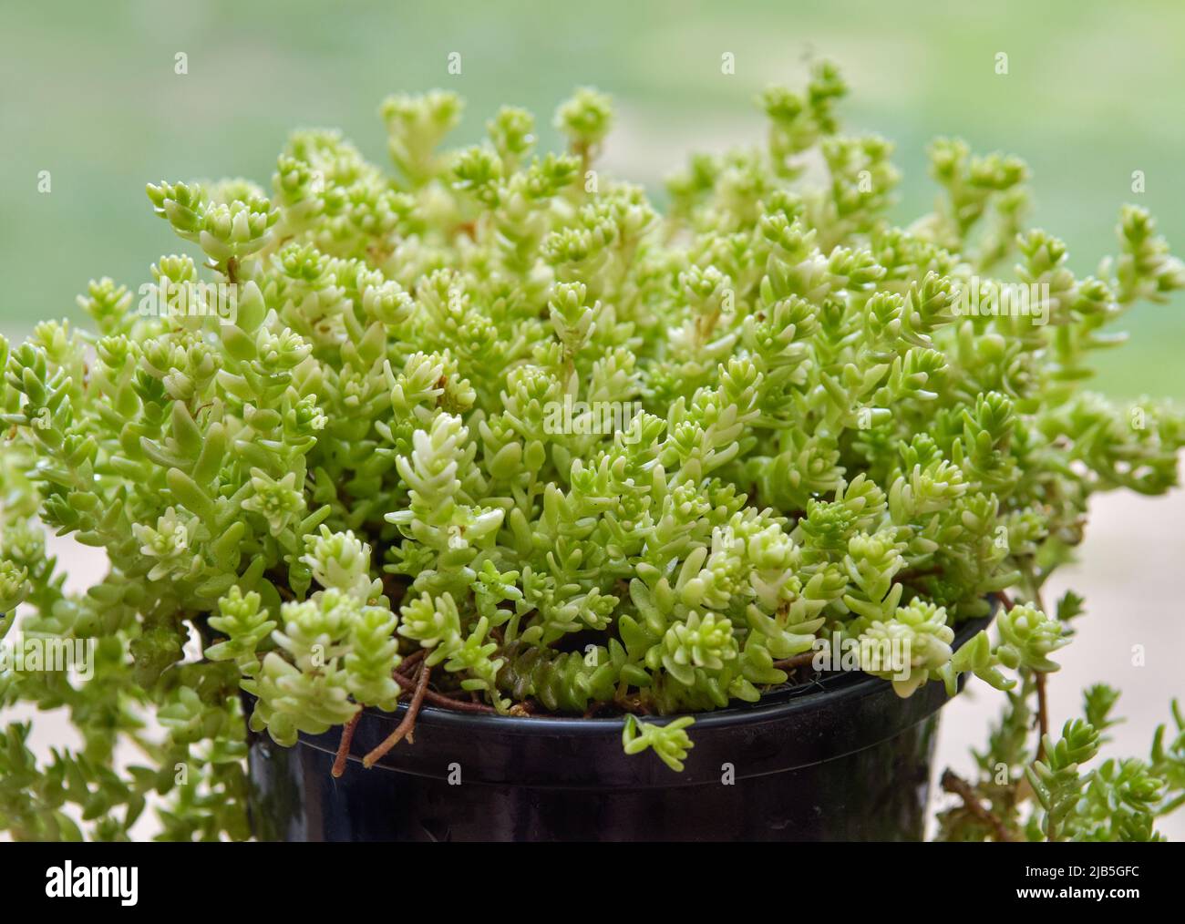 Potted Sedum rockery, alpine plant. Variety 'Golden Moss Stonecrop.' Succulent used for rockeries, alpine and ground cover. Stock Photo