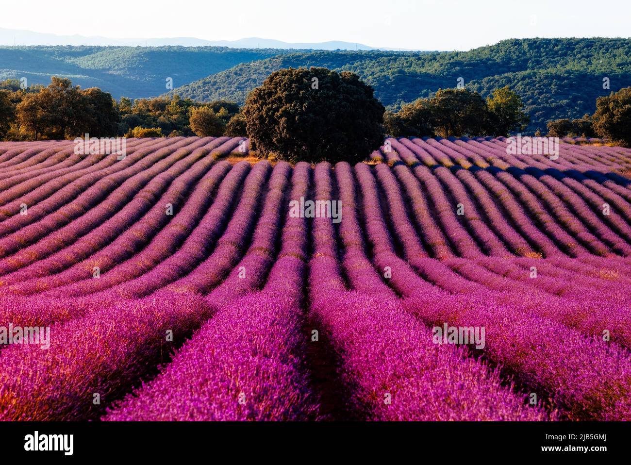 Purple Lavender Fields. Summer sunset landscape in Brihuega, Guadalajara. Stock Photo