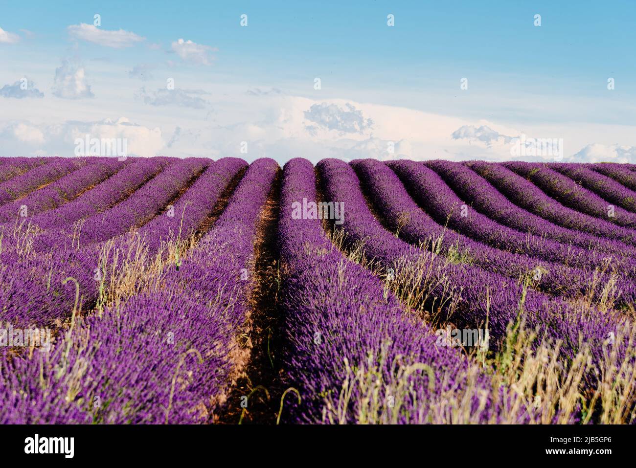 Purple Lavender Fields. Summer sunset landscape in Brihuega, Guadalajara. Stock Photo