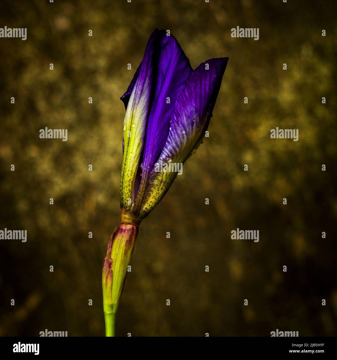 Head of purple iris on a brown background Stock Photo