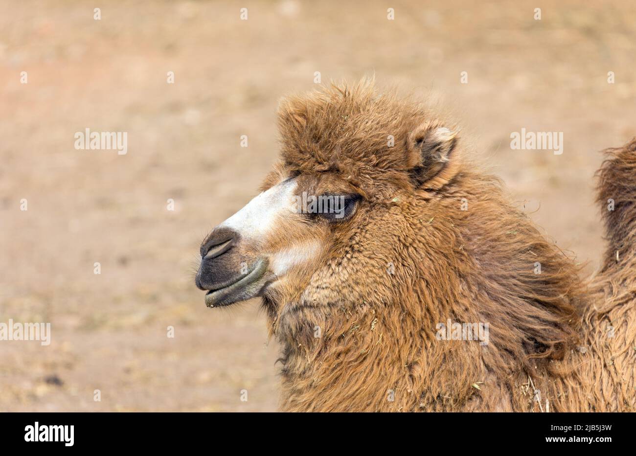 Bactrian camel portrait (Camelus bactrianus) Stock Photo