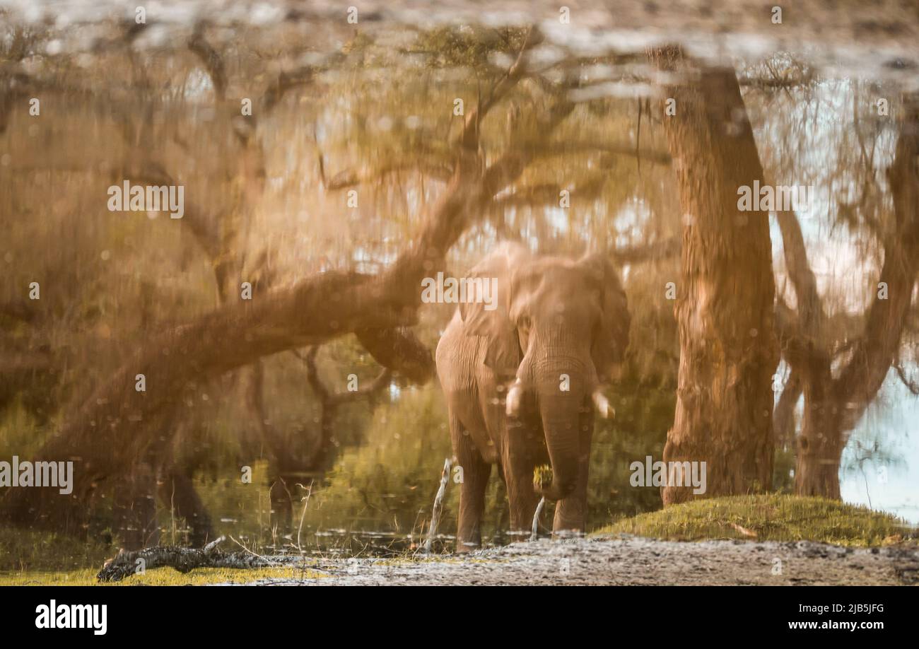 elephant eating grass by pool in Mana Pools NP, after rains Stock Photo