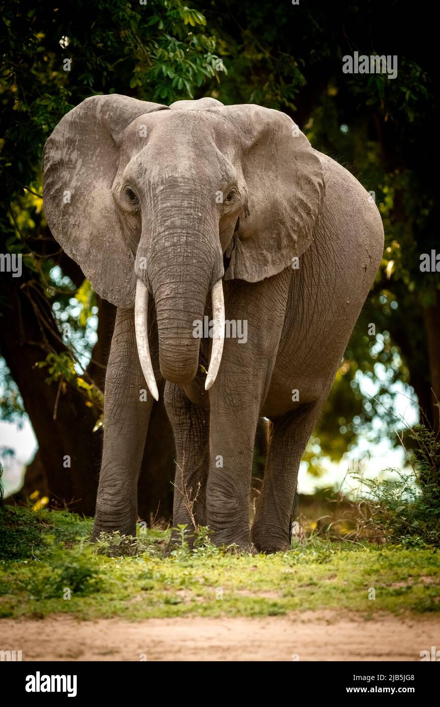 elephant eating grass  in Mana Pools NP, after rains Stock Photo