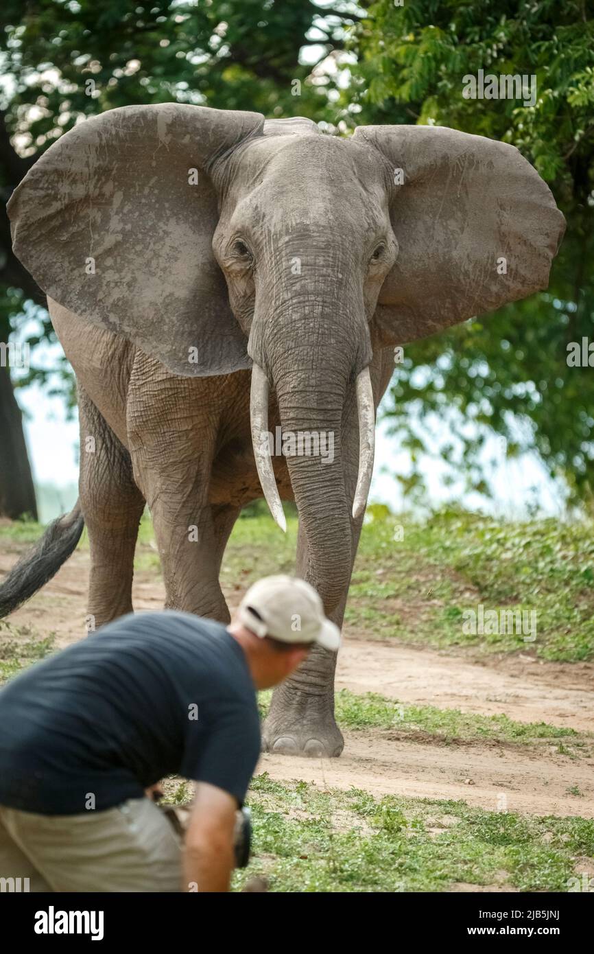 elephant mockcharging man  in Mana Pools NP, after rains Stock Photo