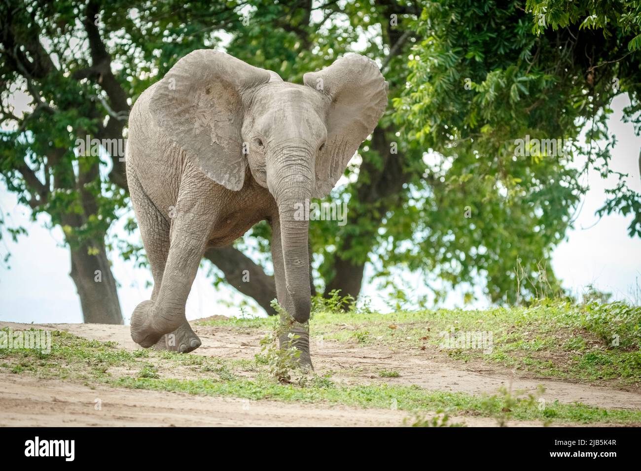 young elephant charging in Mana Pools Stock Photo