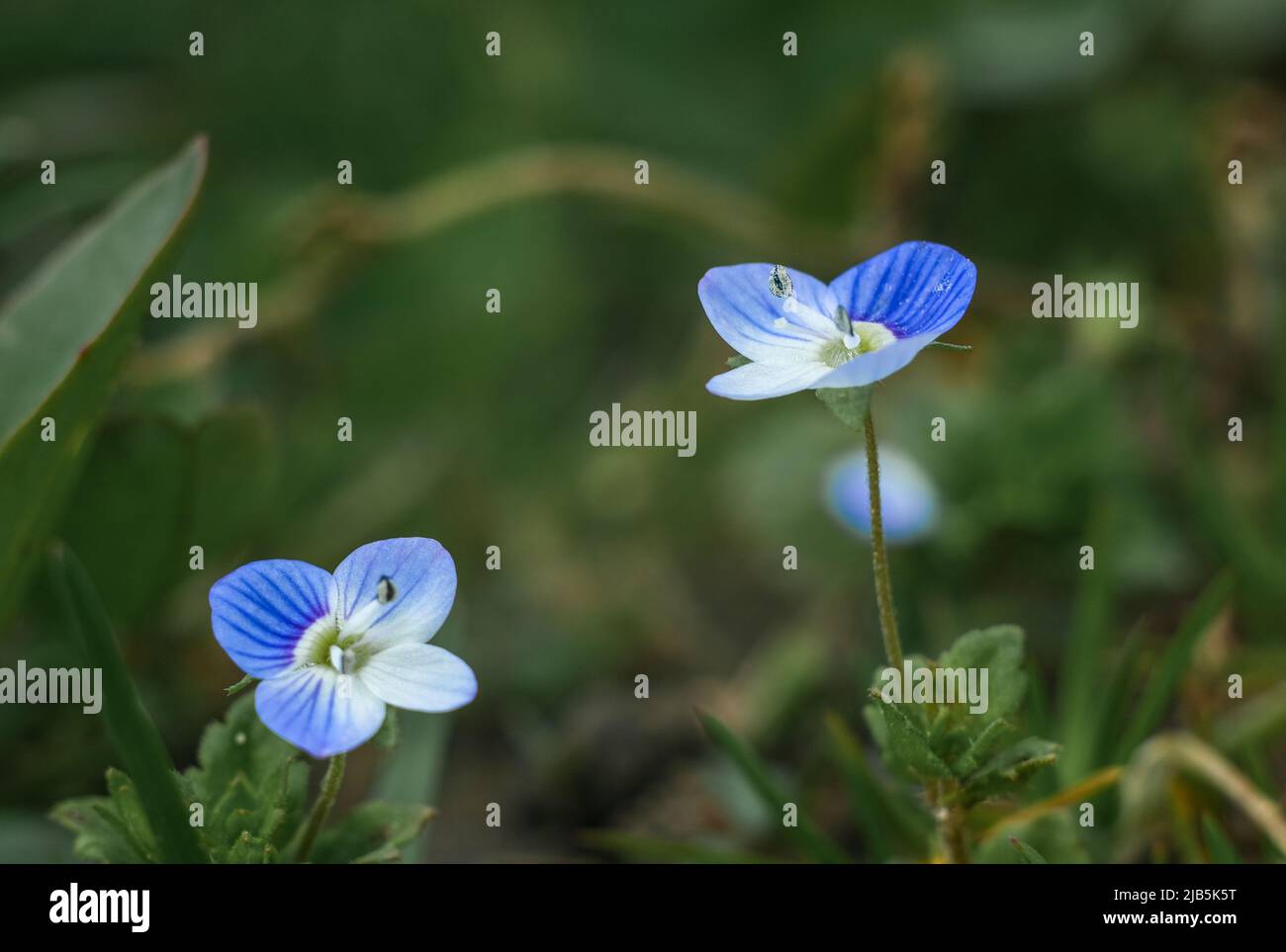 Beautiful field small blue flowers Stock Photo - Alamy