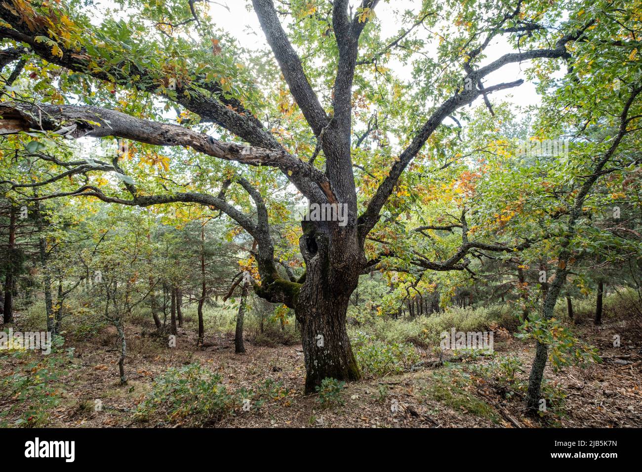 Las Guensas centennial oak, Sierra Norte de Guadalajara Natural Park