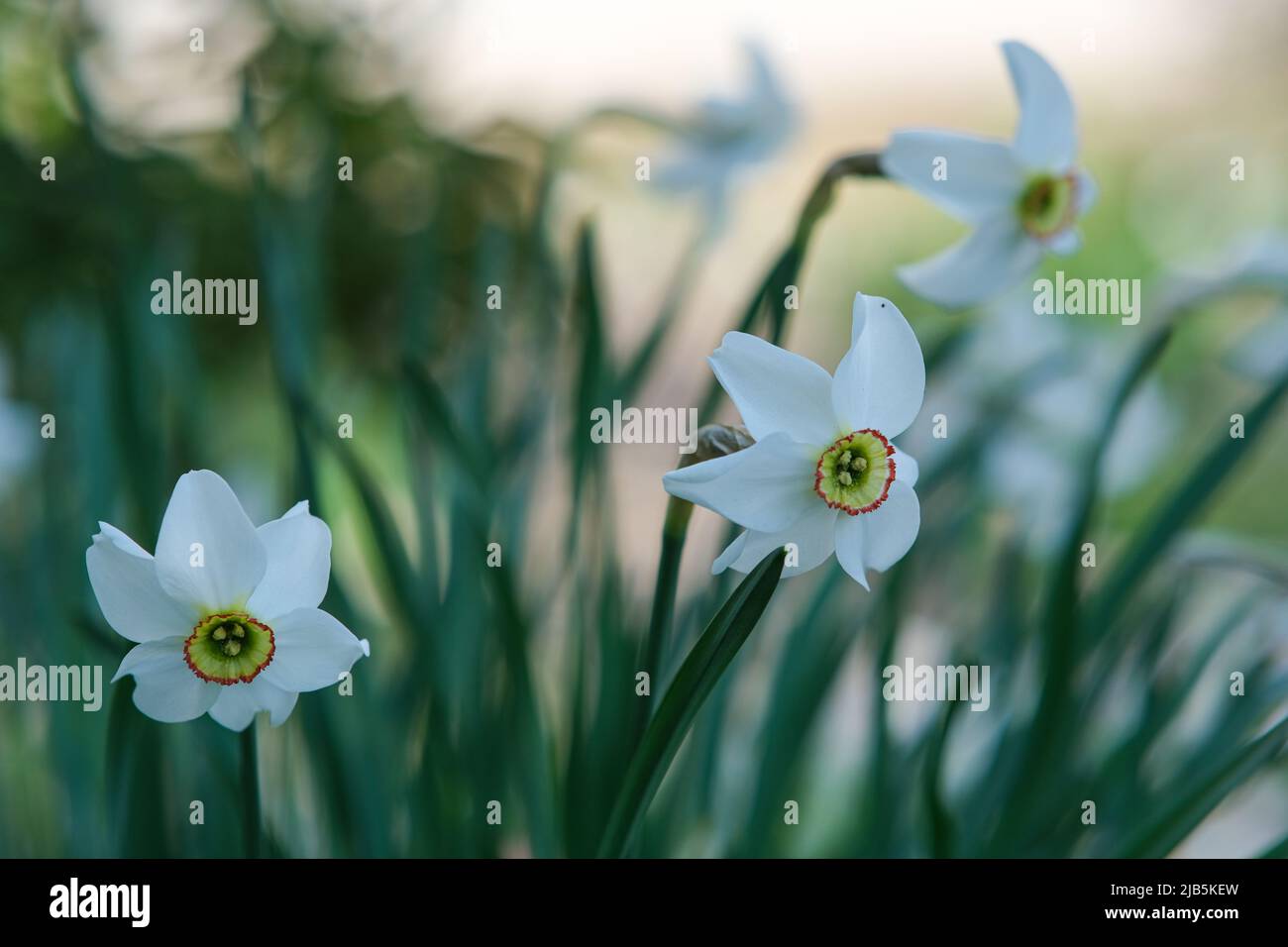 Narcissus blooms in a flower bed with yellow drift.  Stock Photo