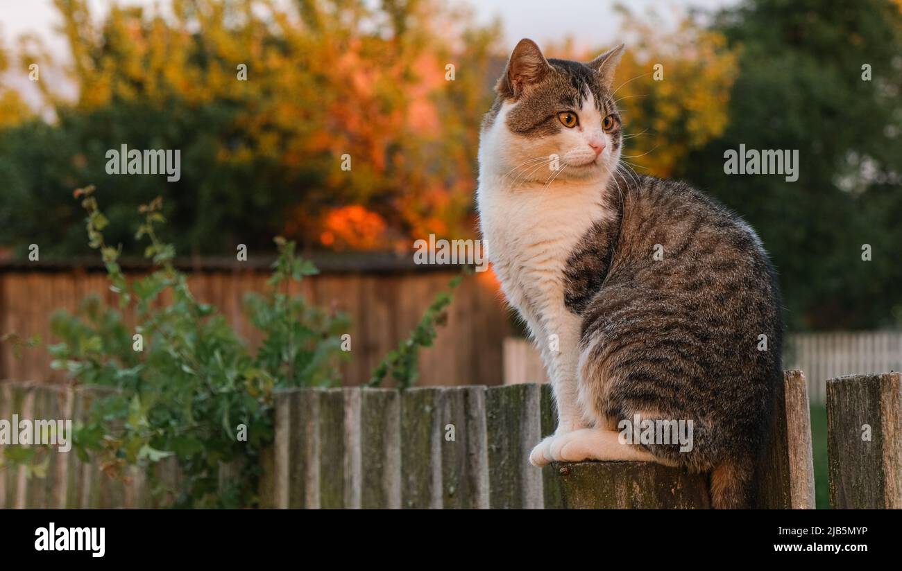 The cat in the village sits on a pole Stock Photo - Alamy