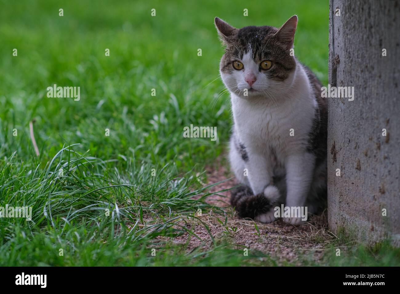 Cat in the yard on a background of green grass Stock Photo - Alamy