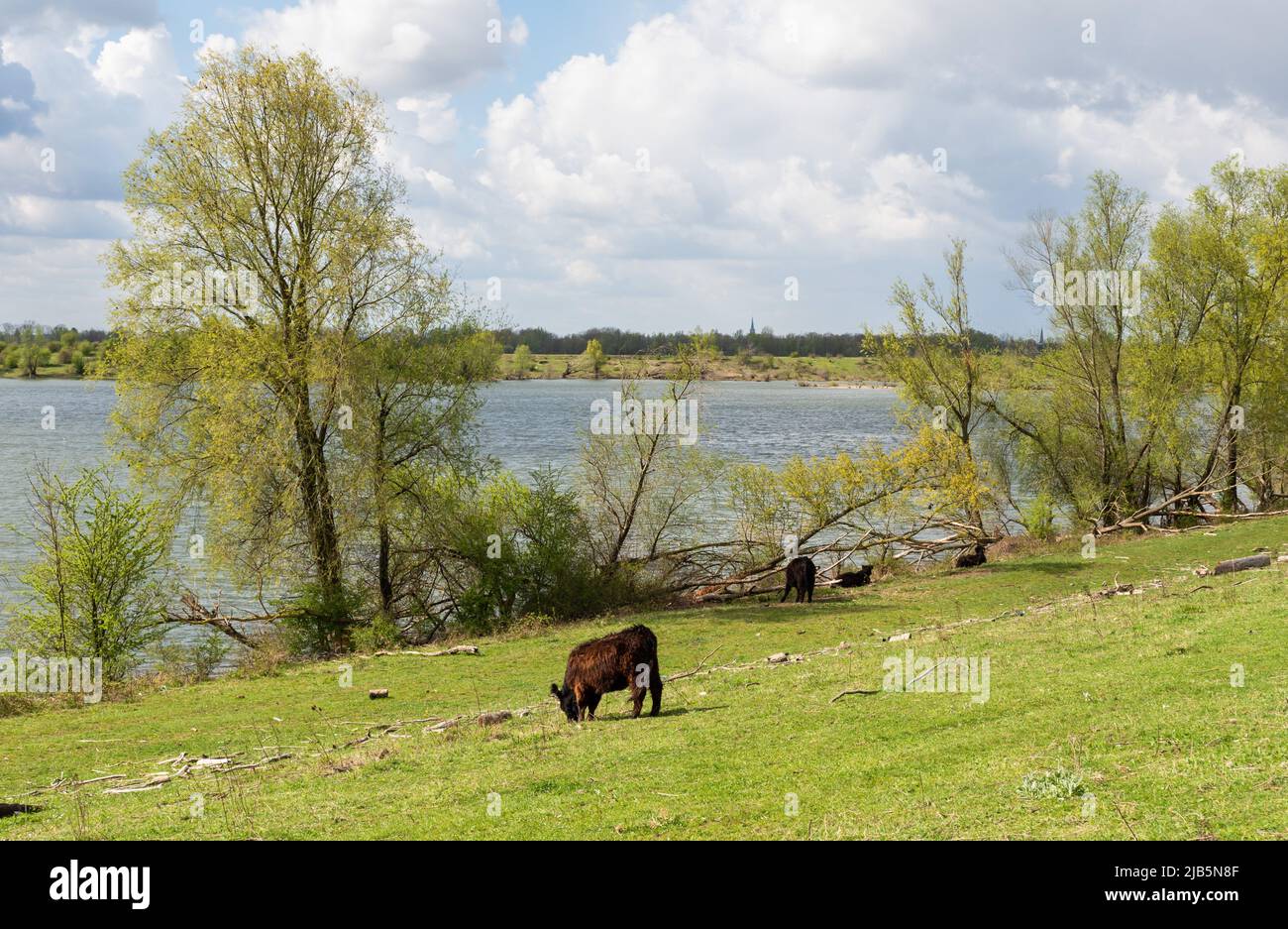 Grazing cattle at the green banks of the Schroevendaalse Plas near the  river Maas, Laak, The Netherlands Stock Photo - Alamy