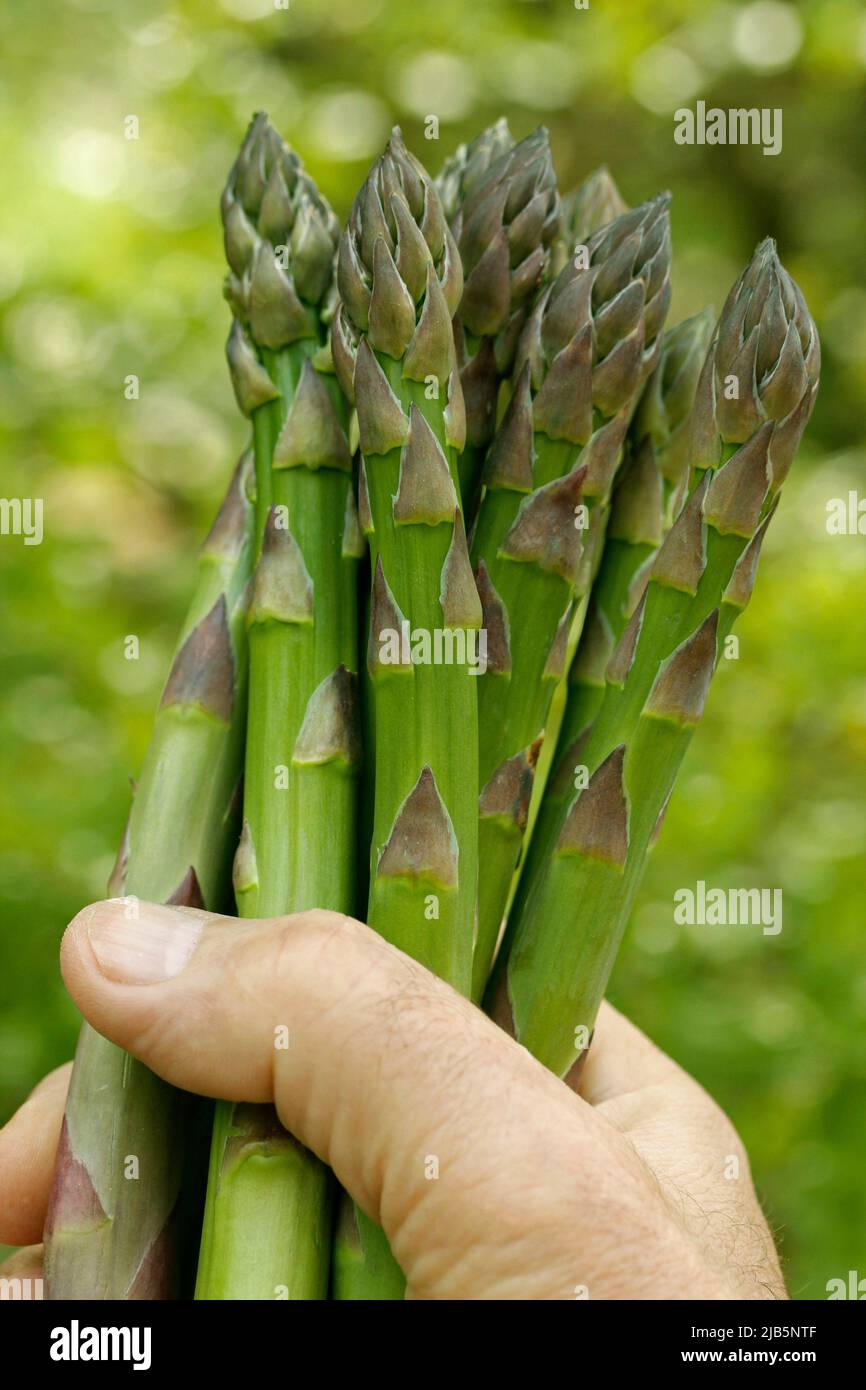 Asparagus. Stock Photo