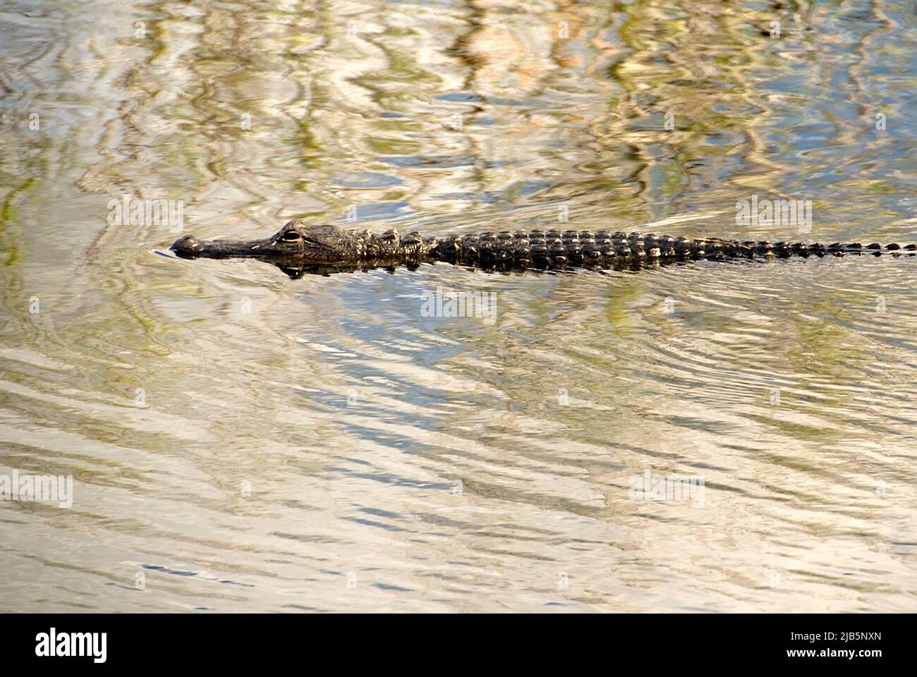 American alligator swimming peacefully in a clam and golden water Stock ...