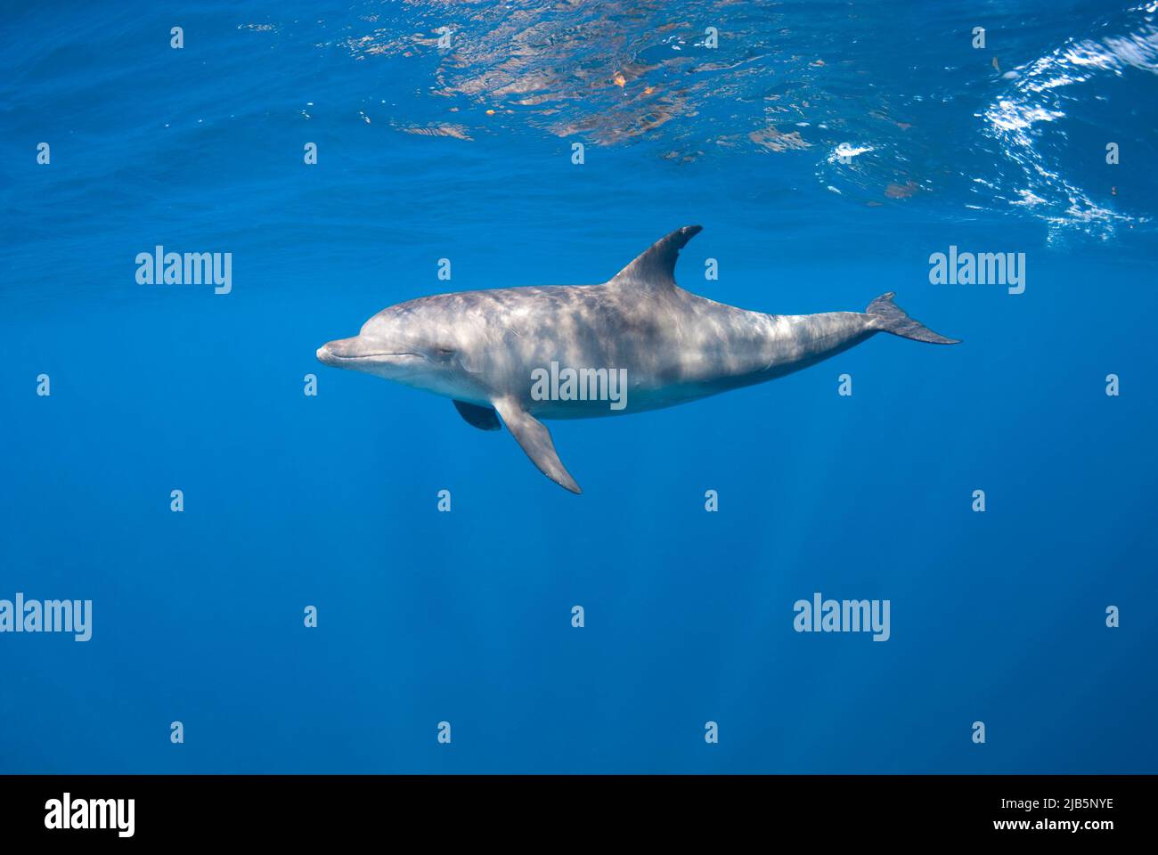 Indopacific bottlenosed dolphin (Tursiops aduncus) diving close to the surface in a blue background. Stock Photo