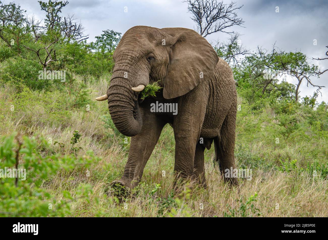 African elephant eating plants in the savanna Stock Photo Alamy