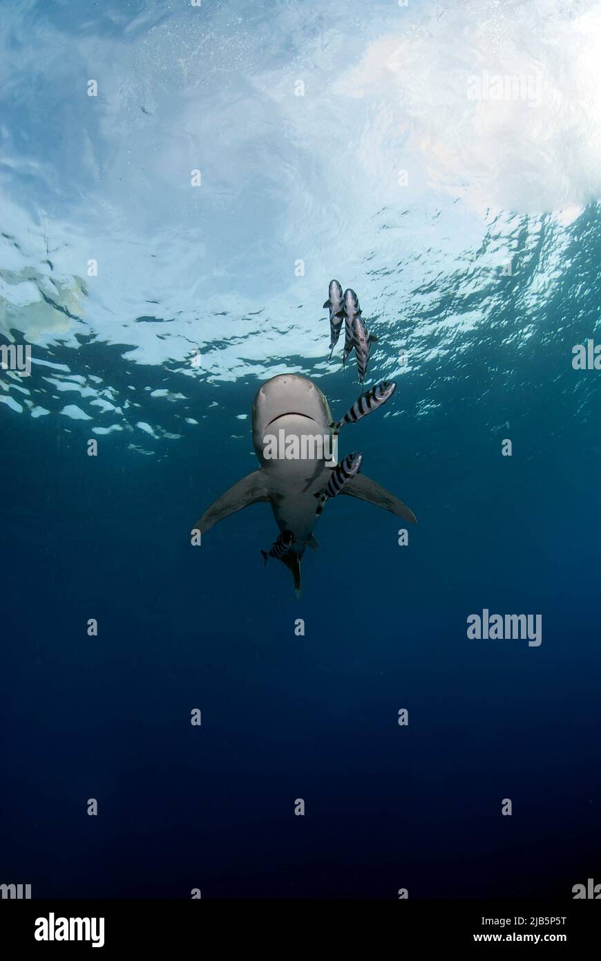 Vertical portrait from beloww of a longimanus Stock Photo - Alamy