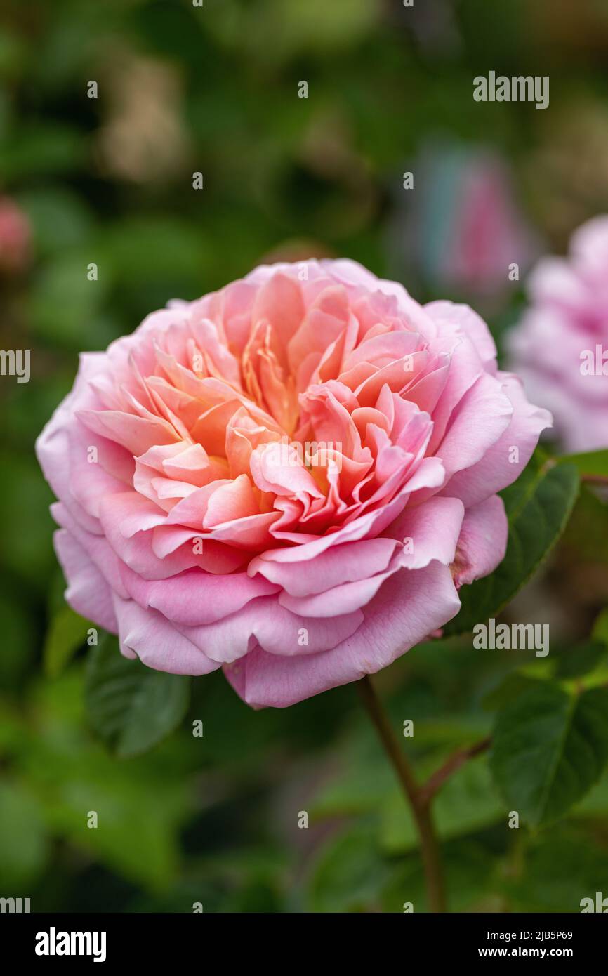 Close up of a pink English shrub rose called Rosa Eustacia Vye flowering in an English garden. A beautiful pink David Austin rose bloom, England,  UK Stock Photo