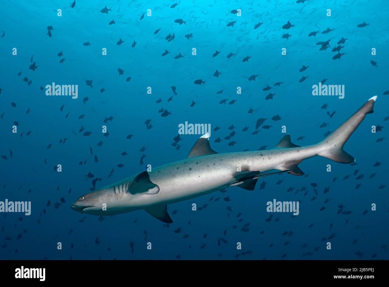 Whitetip reef shark (Triaenodon obesus in the blur, surrounded by a big school of small fishes. Stock Photo