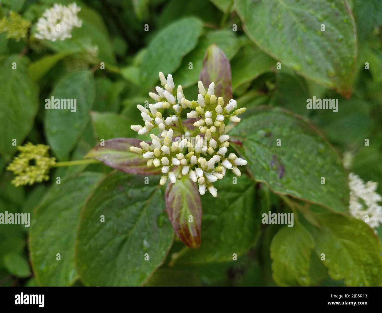 small white and wet flower blossoms and green leaves. Stock Photo